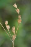 Juncus secundus Beauv. ex Poir.