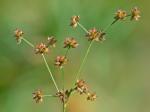 Juncus subcaudatus (Engelm.) Coville & Blake