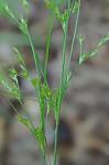 Juncus tenuis Willd.