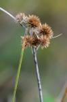 Juncus torreyi Coville