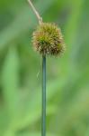 Juncus torreyi Coville