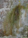 Oreojuncus trifidus (L.) Záveská Drábková & Kirschner