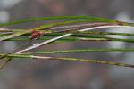 Oreojuncus trifidus (L.) Záveská Drábková & Kirschner