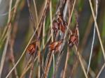 Oreojuncus trifidus (L.) Záveská Drábková & Kirschner