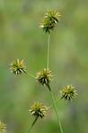 Juncus validus Coville var. validus