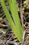 Juncus validus Coville var. validus