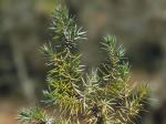 Juniperus communis L. var. depressa Pursh