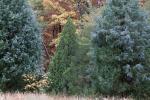 Juniperus virginiana L. var. virginiana