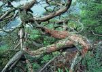 Juniperus virginiana L. var. virginiana