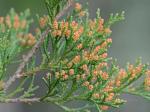 Juniperus virginiana L. var. virginiana