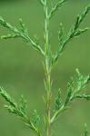 Juniperus virginiana L. var. virginiana