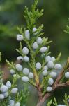 Juniperus virginiana L. var. virginiana