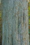 Juniperus virginiana L. var. virginiana