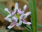 Justicia americana (L.)Vahl
