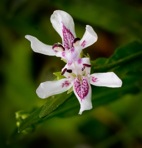 Justicia americana (L.)Vahl