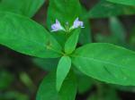 Justicia ovata (Walter) Lindau var. ovata