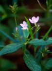 Justicia ovata (Walter) Lindau var. ovata