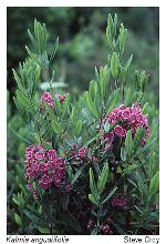 Kalmia angustifolia L.