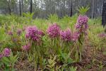 Kalmia angustifolia L.