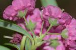 Kalmia angustifolia L.