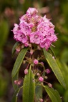 Kalmia angustifolia L.
