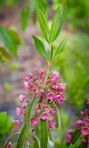 Kalmia angustifolia L.