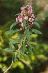 Kalmia carolina Small