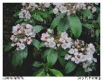 Kalmia latifolia L.