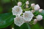 Kalmia latifolia L.