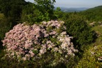 Kalmia latifolia L.