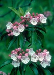 Kalmia latifolia L.