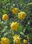 Kerria japonica (L.) DC.