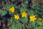 Kerria japonica (L.) DC.