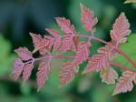 Koelreuteria paniculata Laxmann