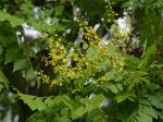 Koelreuteria paniculata Laxmann