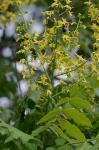 Koelreuteria paniculata Laxmann