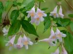 Kolkwitzia amabilis Graebner