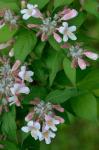 Kolkwitzia amabilis Graebner