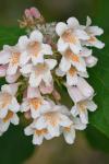 Kolkwitzia amabilis Graebner