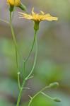 Krigia biflora (Walt.) Blake var. biflora