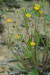 Krigia cespitosa (Raf.) Chambers