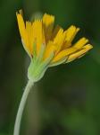 Krigia dandelion (L.) Nutt.