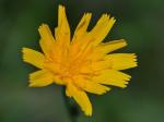 Krigia dandelion (L.) Nutt.