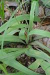 Krigia dandelion (L.) Nutt.