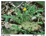 Krigia virginica (L.) Willd.
