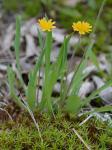 Krigia virginica (L.) Willd.