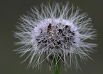 Krigia virginica (L.) Willd.