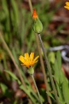 Krigia virginica (L.) Willd.