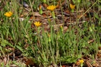 Krigia virginica (L.) Willd.