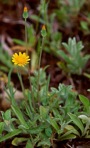 Krigia virginica (L.) Willd.
